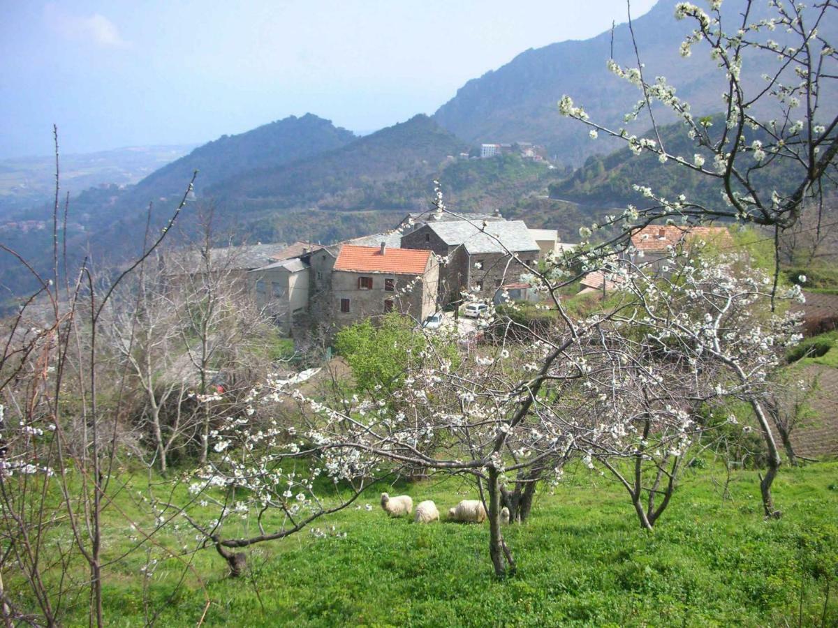Sole E Ventu 50Qm Daire San-Giovanni-di-Moriani Dış mekan fotoğraf